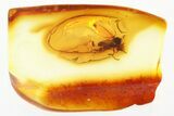 Detailed Fossil Black Fly (Simuliidae) In Baltic Amber - Great Eyes #310985-1